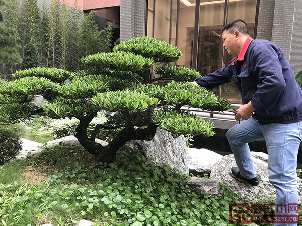 园艺人对绿植花卉等进行修剪、整理