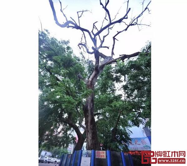 海南农垦大院黄花梨枯树 海南农垦大院黄花梨枯树