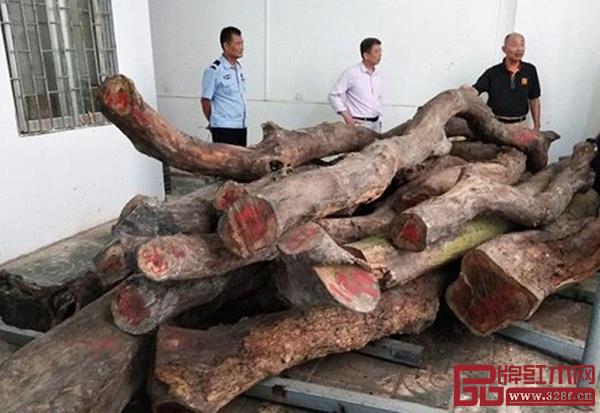 竞拍的两株降香黄檀(花梨树)原木 竞拍的两株降香黄檀(花梨树)原木