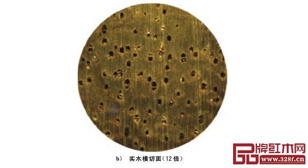 阔叶黄檀宏观构造照片 阔叶黄檀宏观构造照片