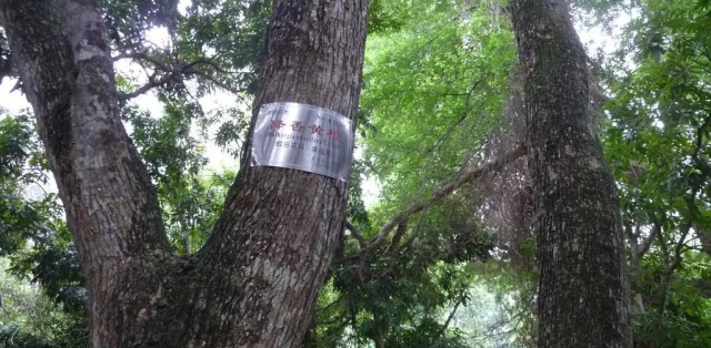 降香黄檀(黄花梨)价格一直攀升走高 深受人们的喜爱